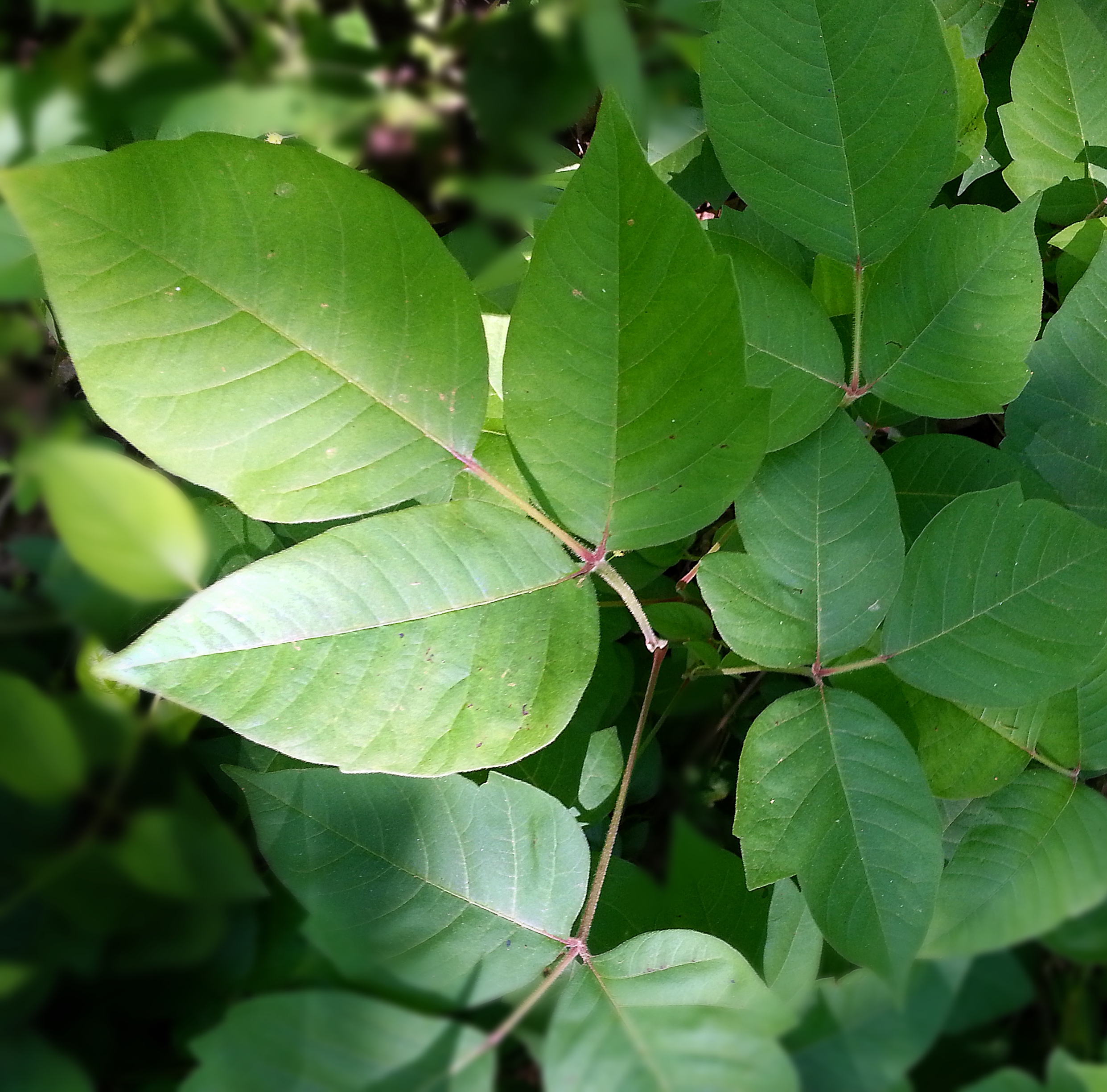 Moment de la sécurité – Rencontres avec la faune et les plantes toxiques