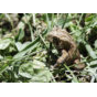 Wildlife3.jpg